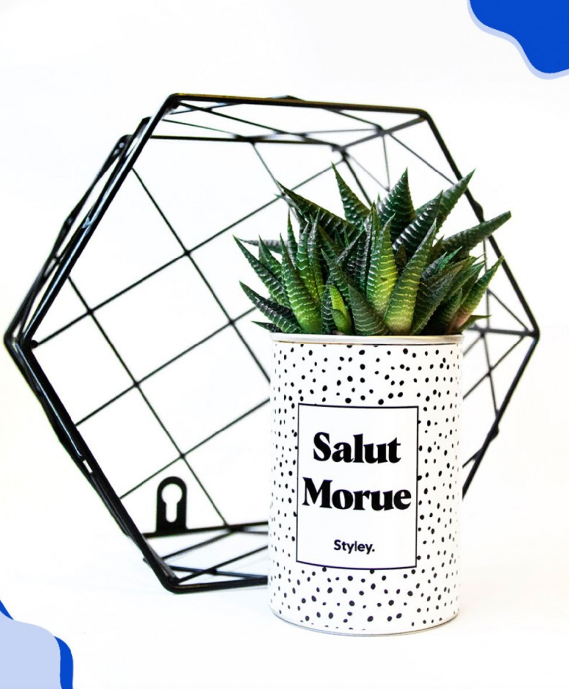 Cactus - Salut Morue