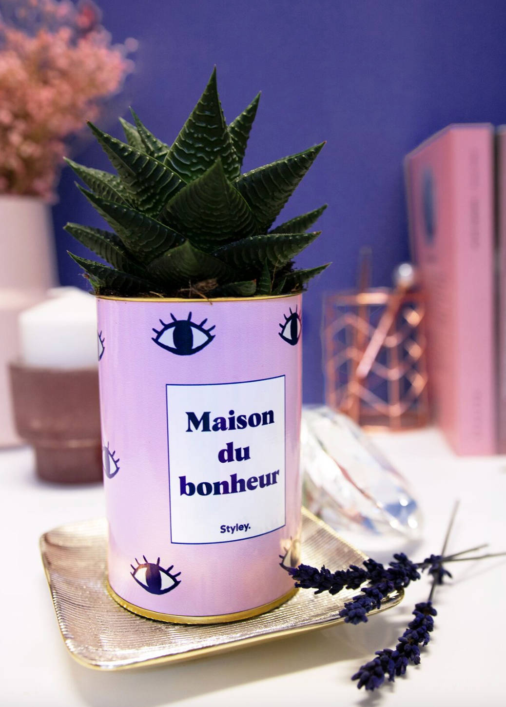 Cactus - Maison du bonheur