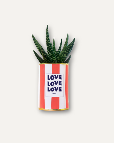 Plante - Love Love Love - pot à rayures